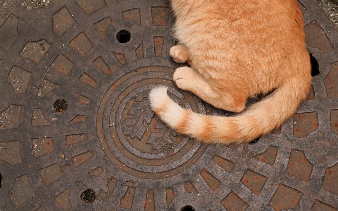 Sewer Camera Inspection: A Modern Solution to Diagnose Plumbing Problems in Los Angeles Homes