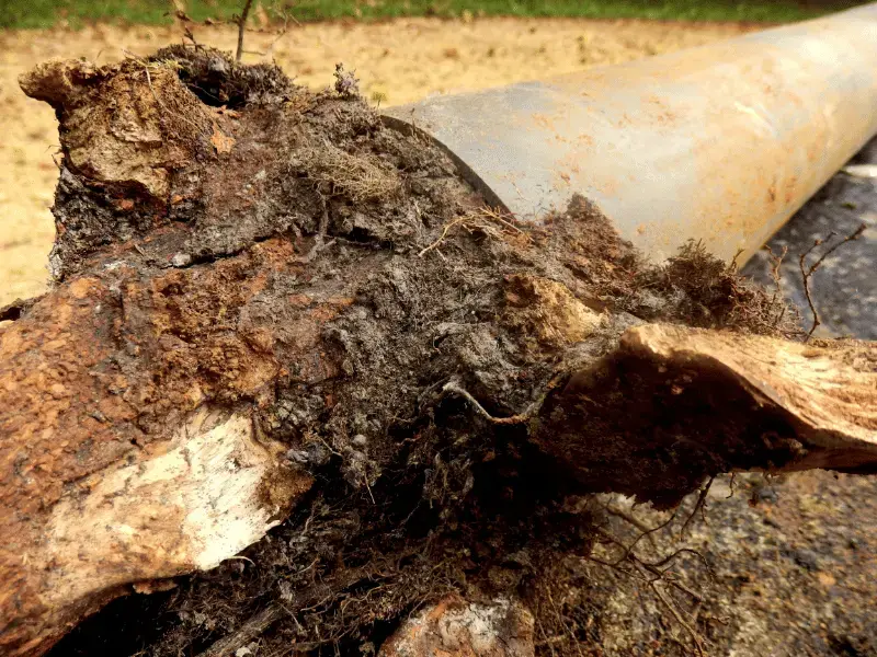 How Do Tree Roots Get Into Pipes and Can CIPP Stop Them