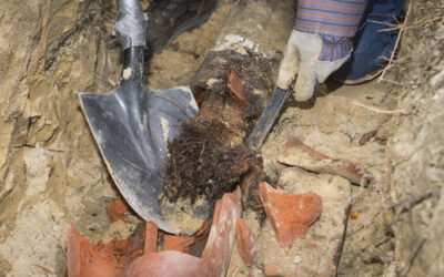 How Tree Roots Destroy Sewer Lines in Glendale Neighborhoods