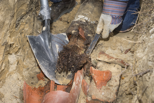 How Tree Roots Destroy Sewer Lines in Glendale Neighborhoods